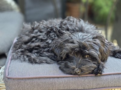 2026-08-16 Alfie 03.jpg
